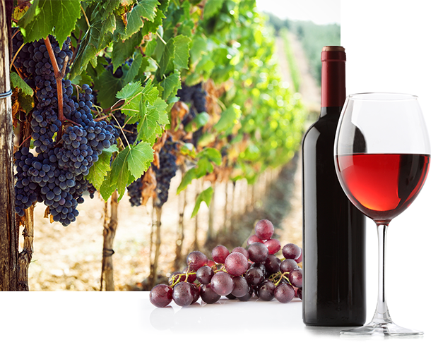 about Vin-Tec